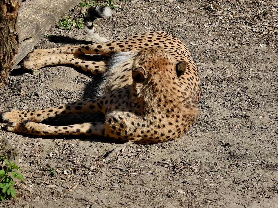 Wildlife wild safari