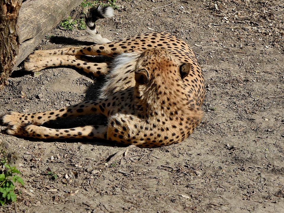 Wildlife wild safari photo