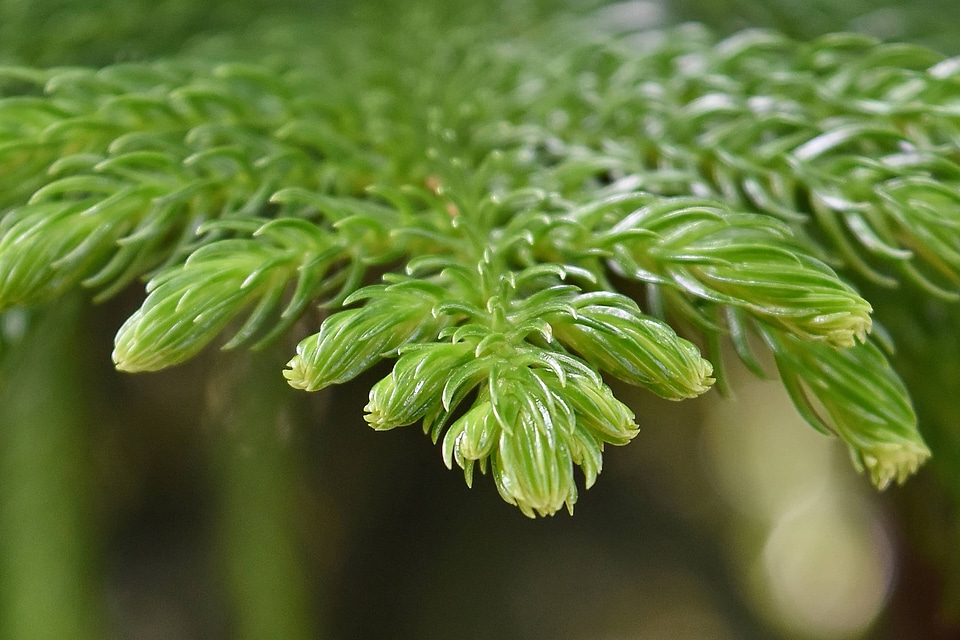 Plant leaf flora