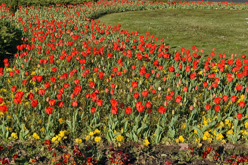 Flowers spring flower
