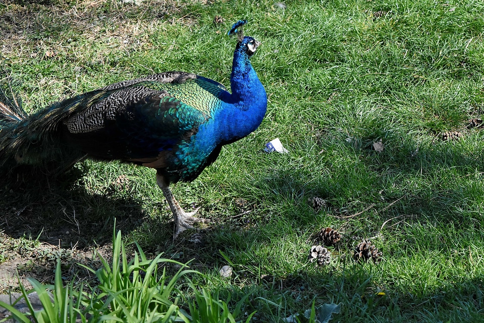 Bird peacock nature