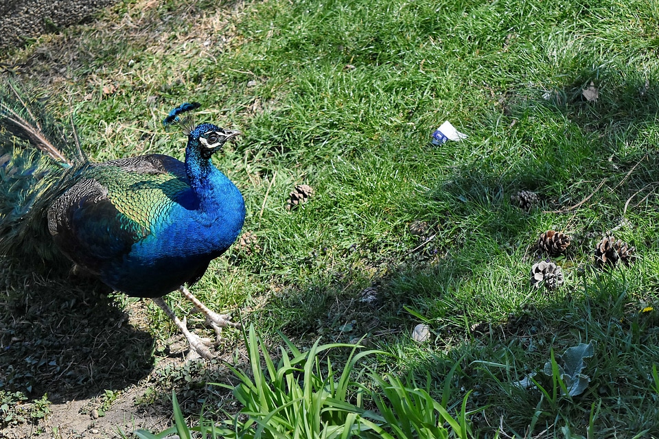 Beak feather nature