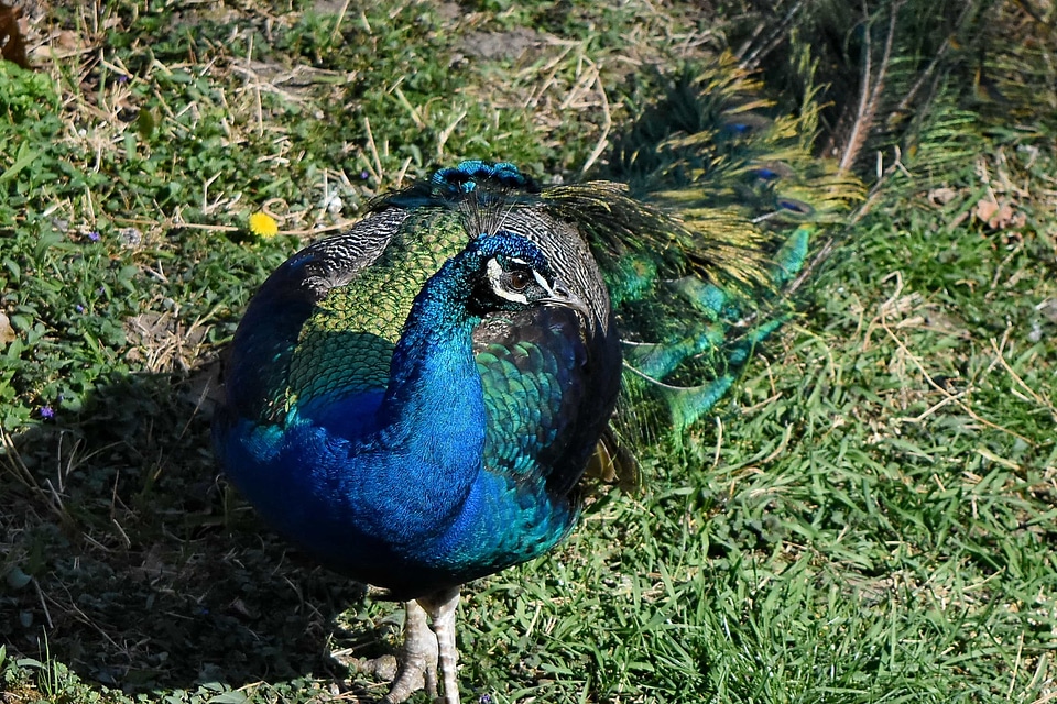 Colourful portrait feather