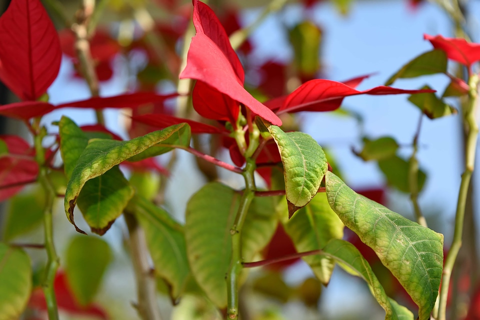 Shrub flora nature