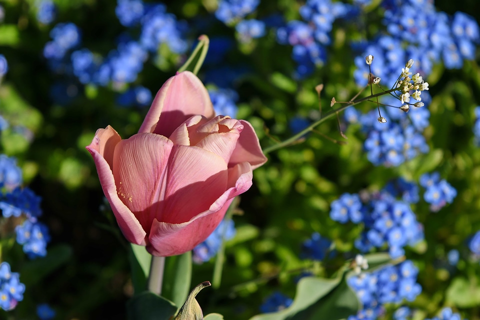 Pink tulip nature