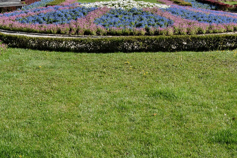 Landscape field plant