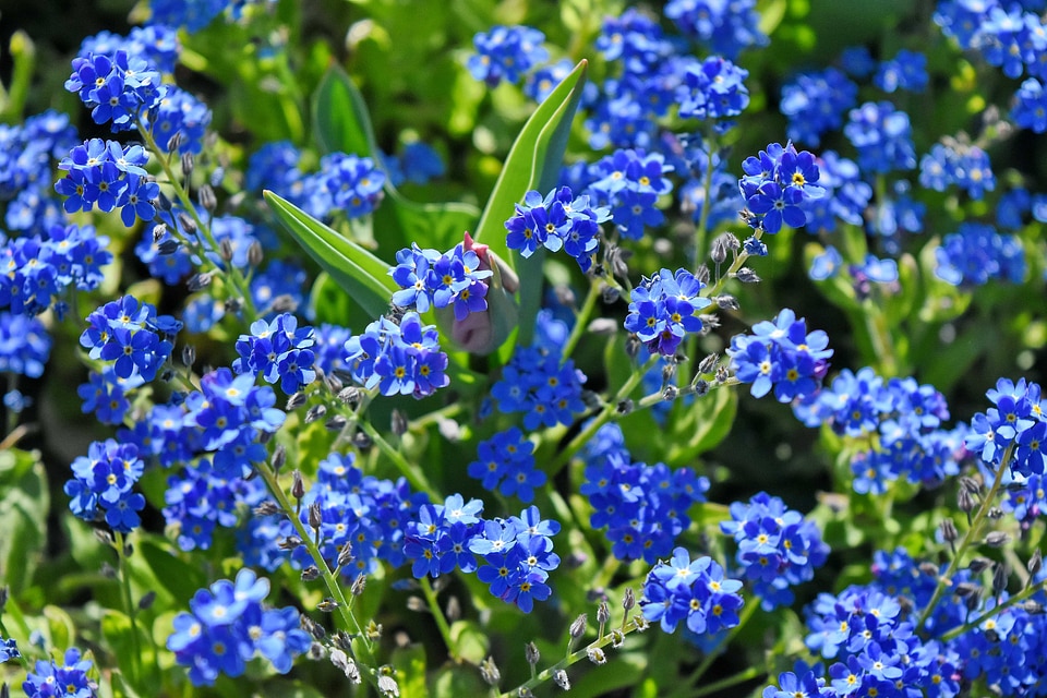 Nature plant flora