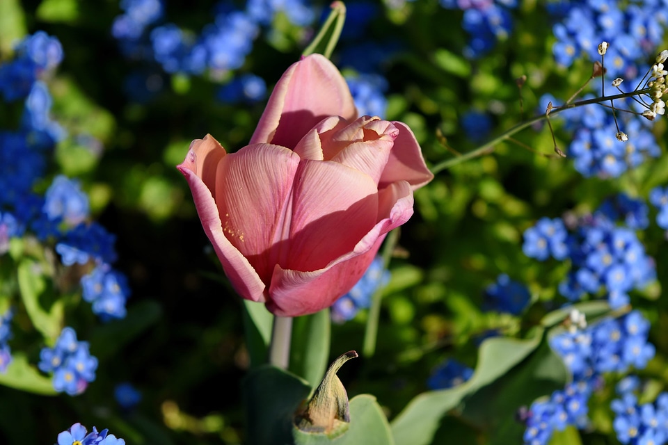 Flower petal tulip