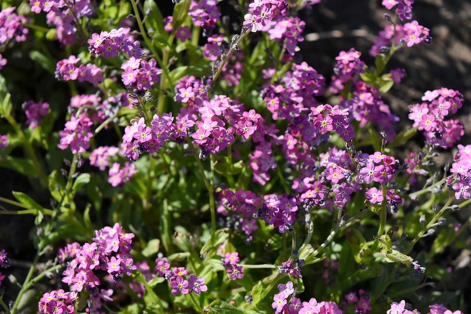 Nature plant garden