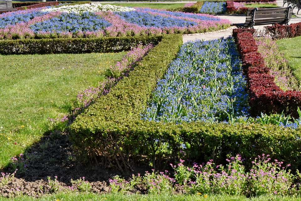 Shrub flora lavender