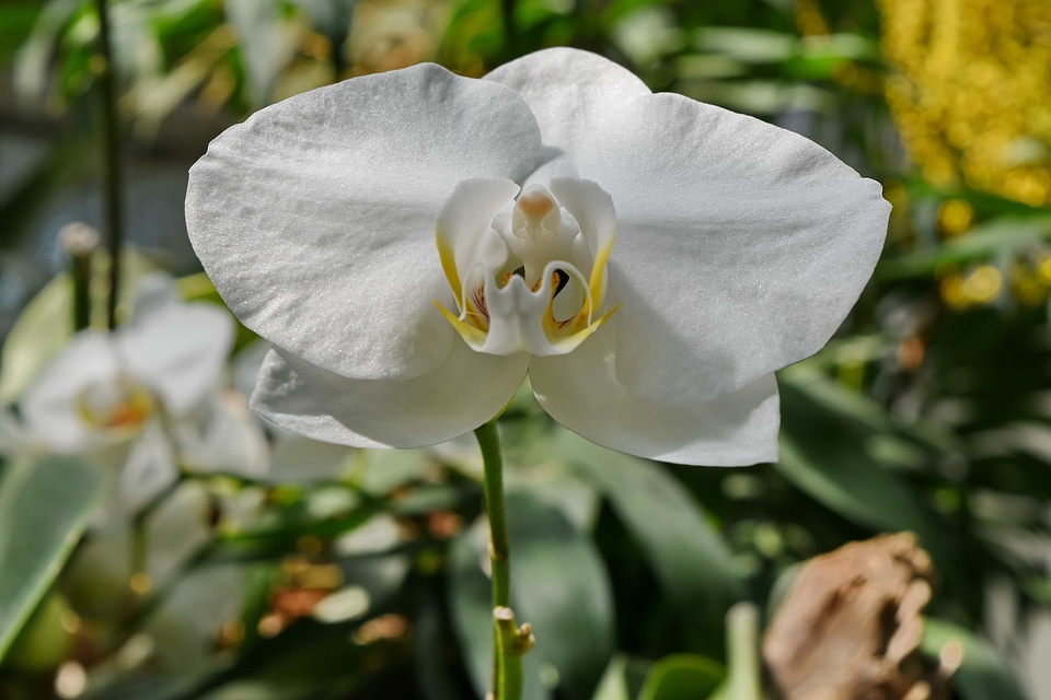 Horticulture orchid petal