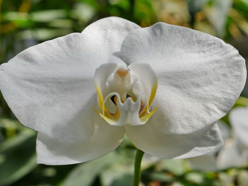 Detail orchid pistil