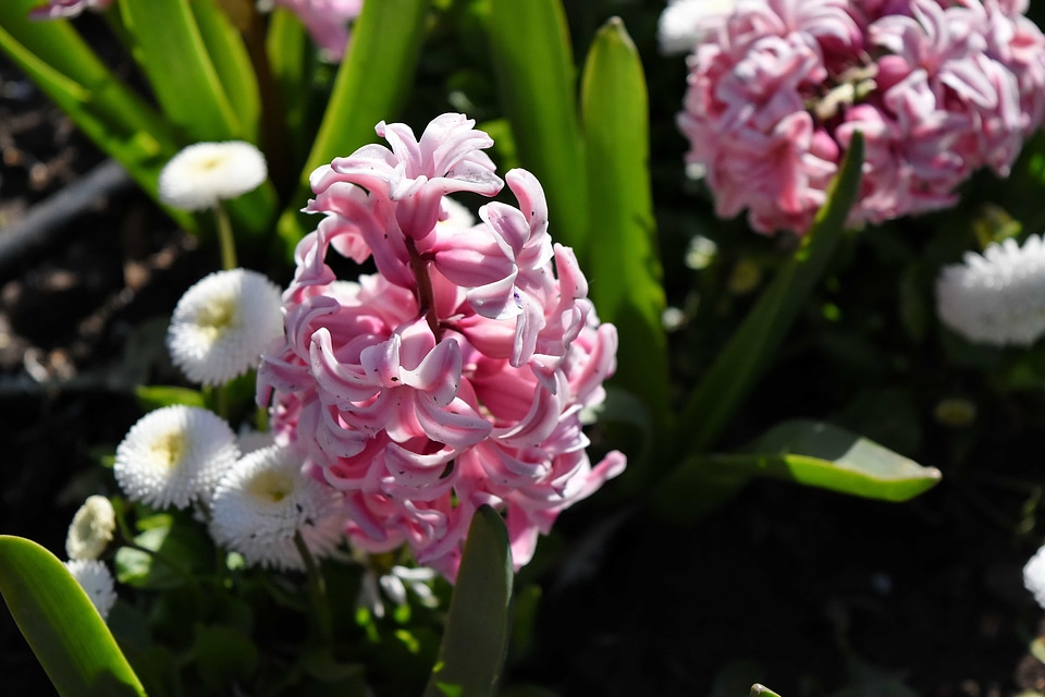 Petal blooming flora