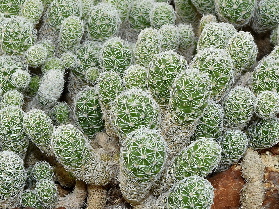 Cactus desert plant plant