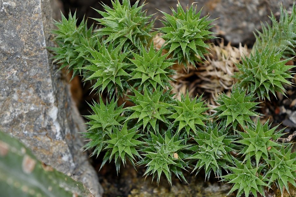 Cactus green leaf sharp