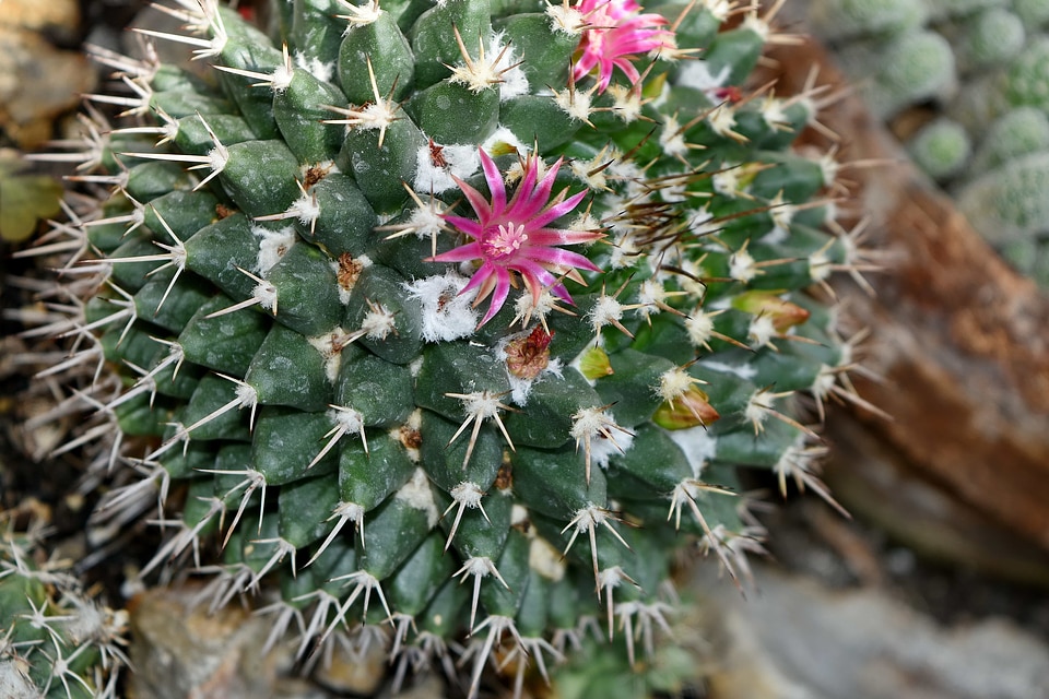 Cactus flower garden sharp