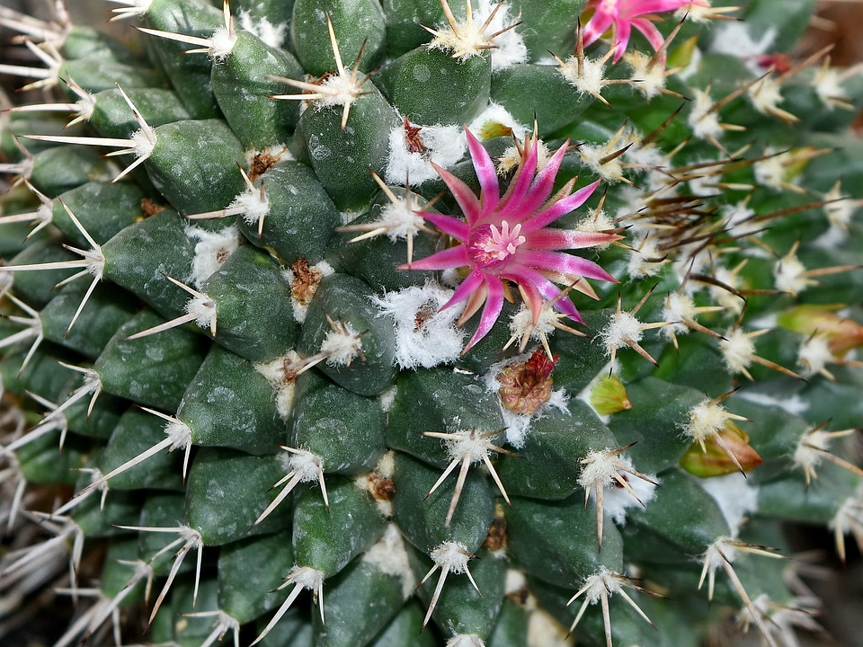 Detail pinkish pistil