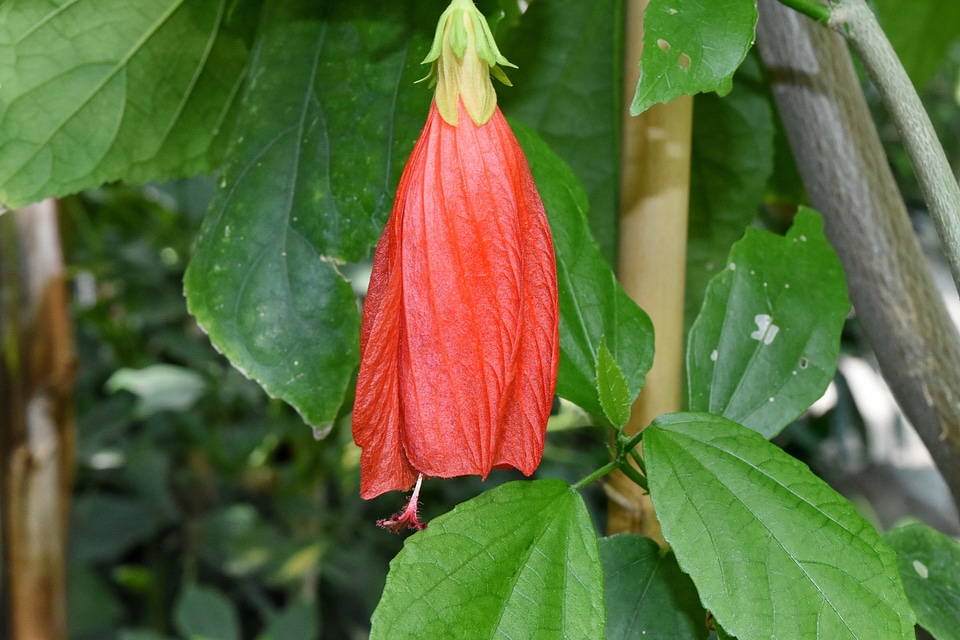 Hibiscus pinkish pistil
