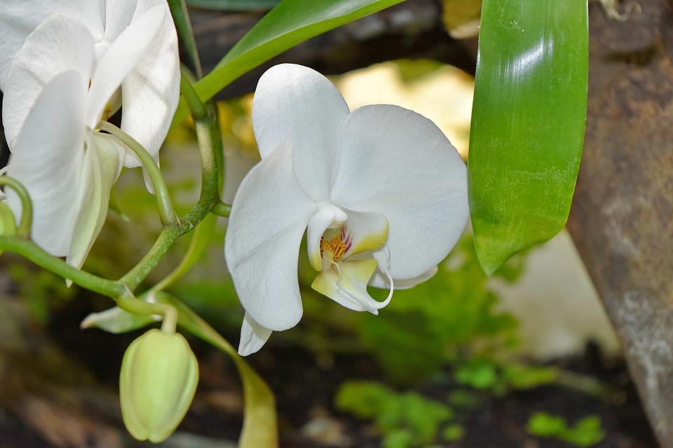 Beautiful Flowers orchid rain forest