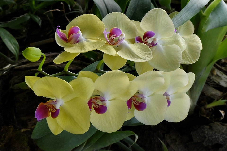 Exotic orchid rain forest
