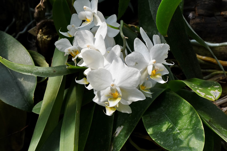 Flower Garden horticulture orchid
