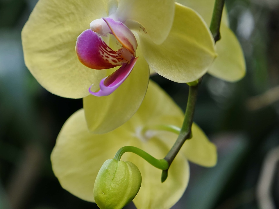 Exotic flower bud flower garden