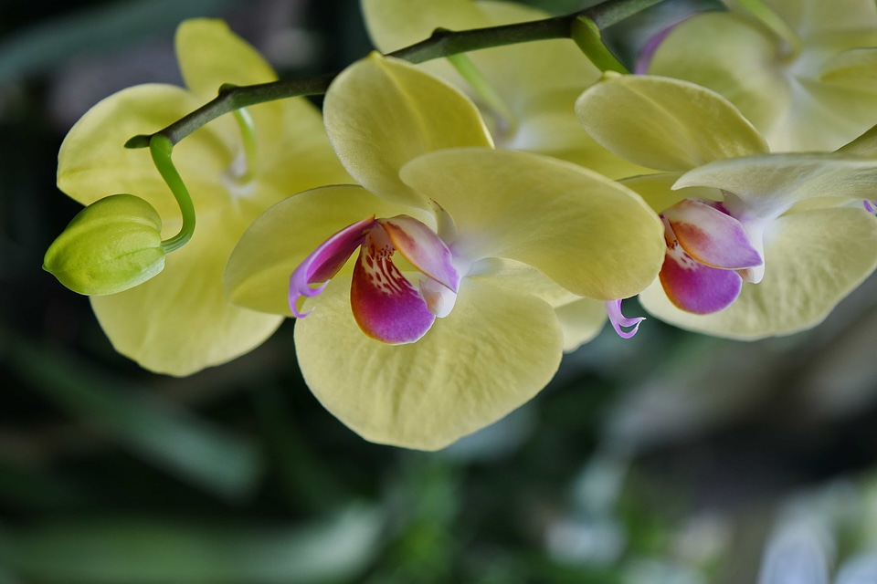 Branch exotic orchid