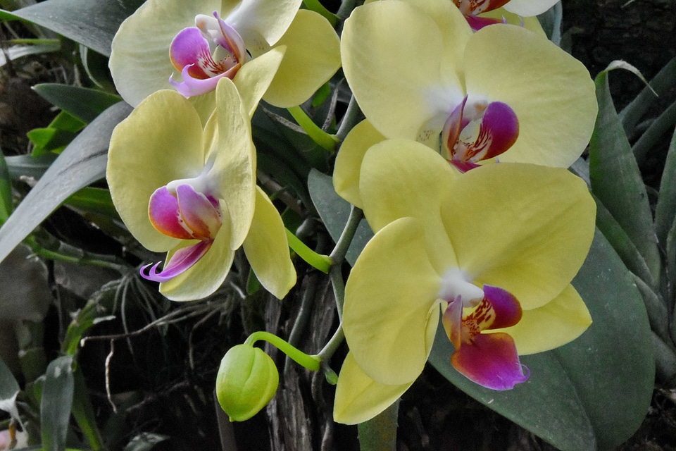 Orchid petal garden