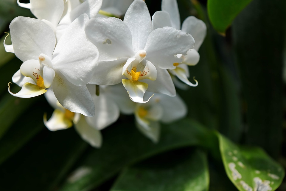 Orchid tropic flower