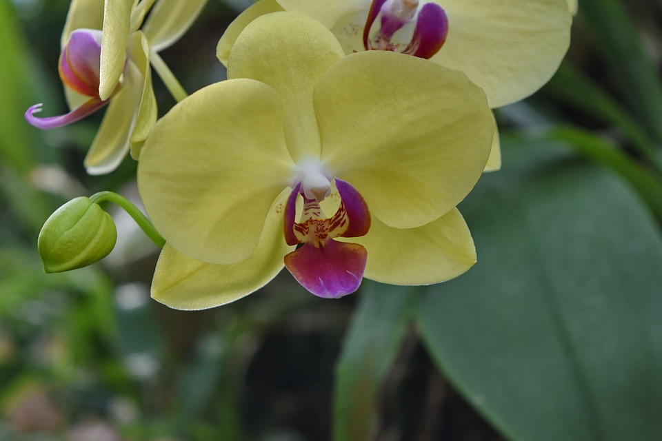 Flower Bud flower garden orchid