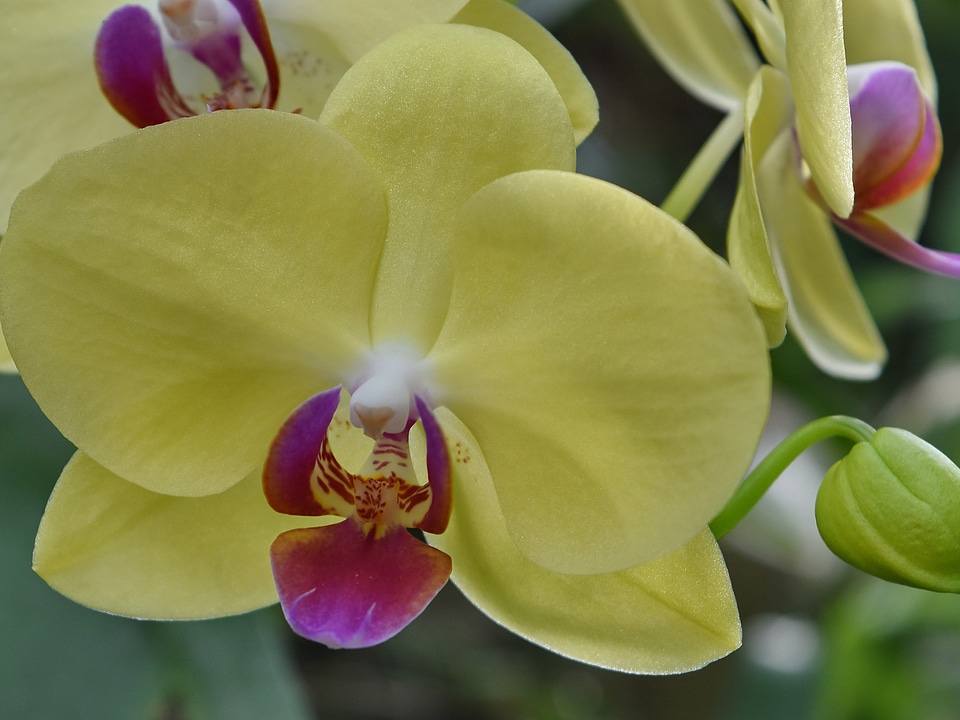 Orchid pollen yellowish
