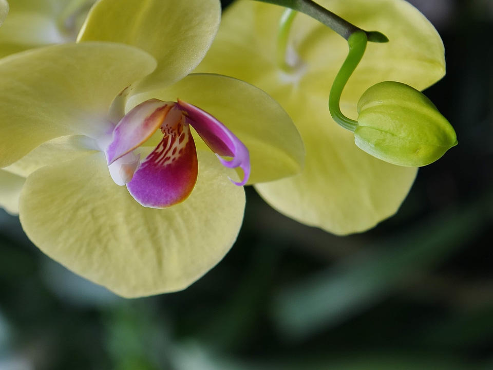 Beautiful Flowers exotic flower garden