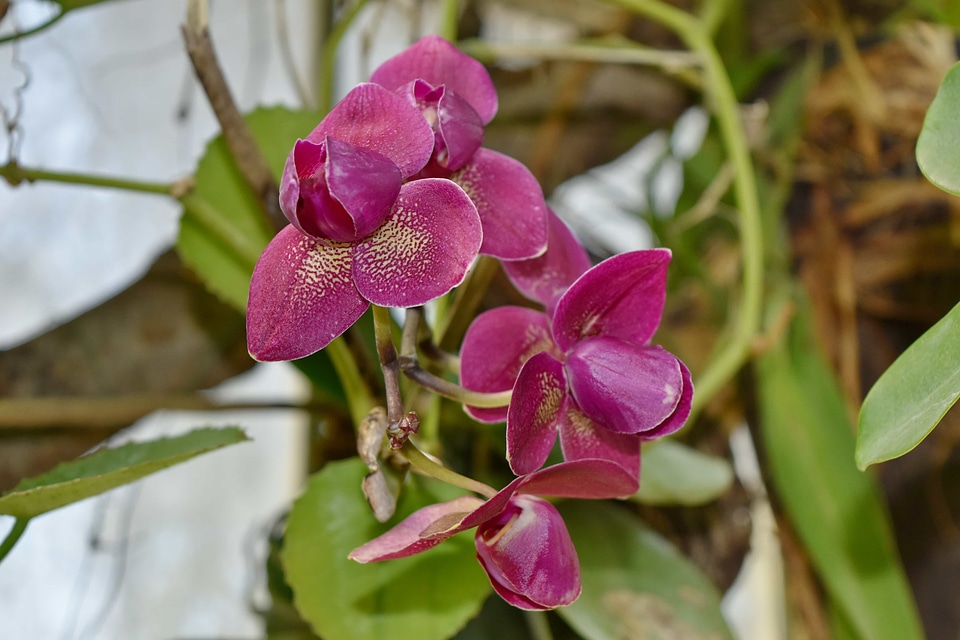 Beautiful Flowers exotic orchid