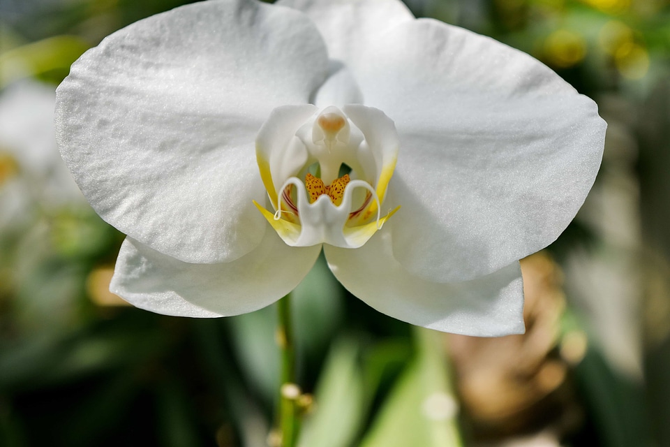Orchid leaf plant