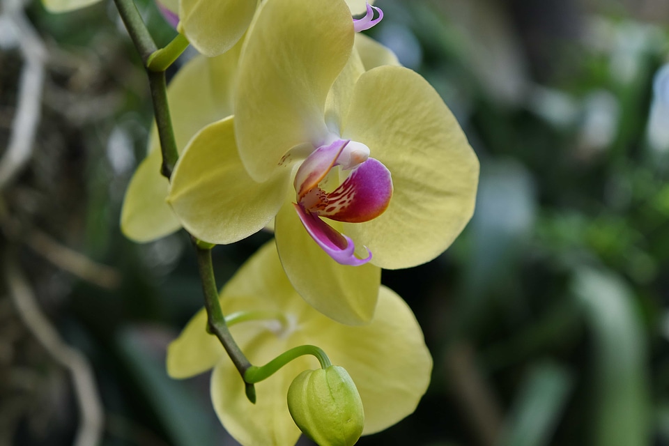Orchard yellow flower