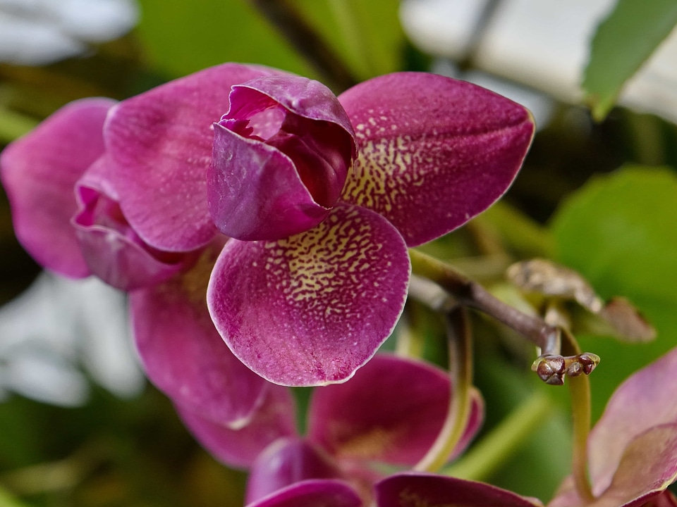 Orchid purple flora
