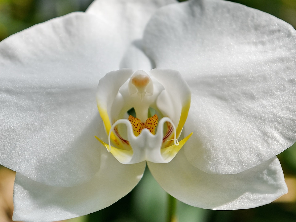 Detail orchid petal