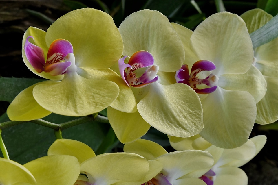 Orchid rain forest petal
