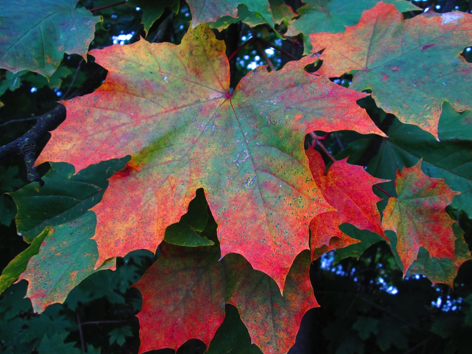 Macro autumn leaves nature
