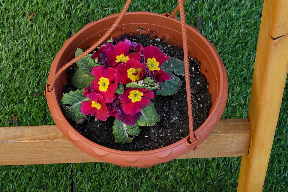 Flowerpot container flower photo