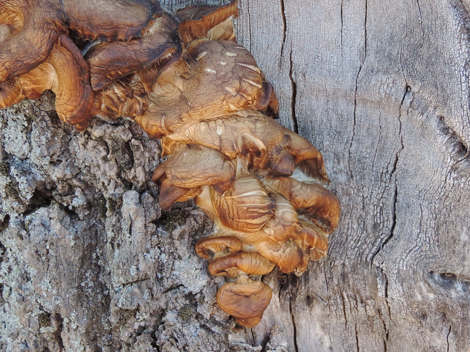 Wood nature fungus