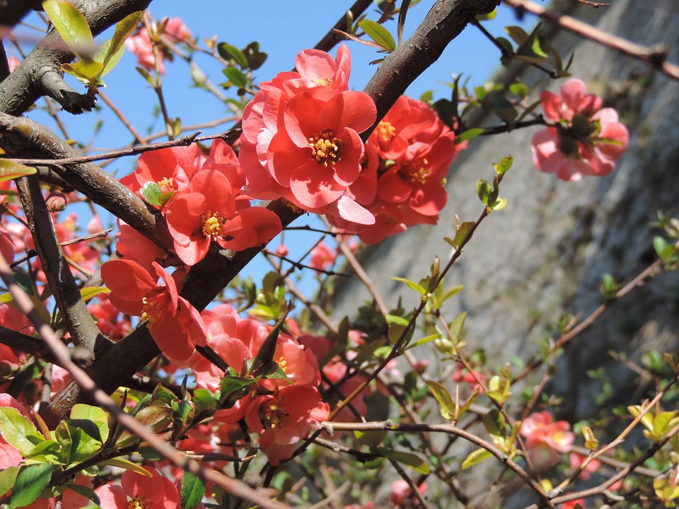 Tree nature branch