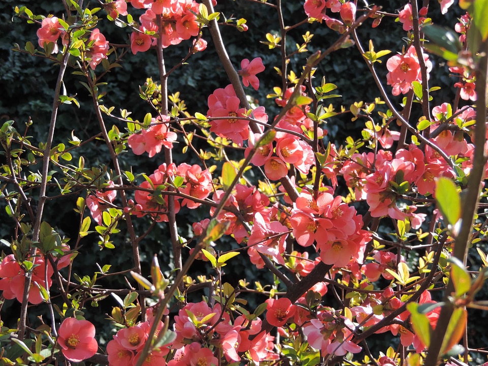 Season leaf plant