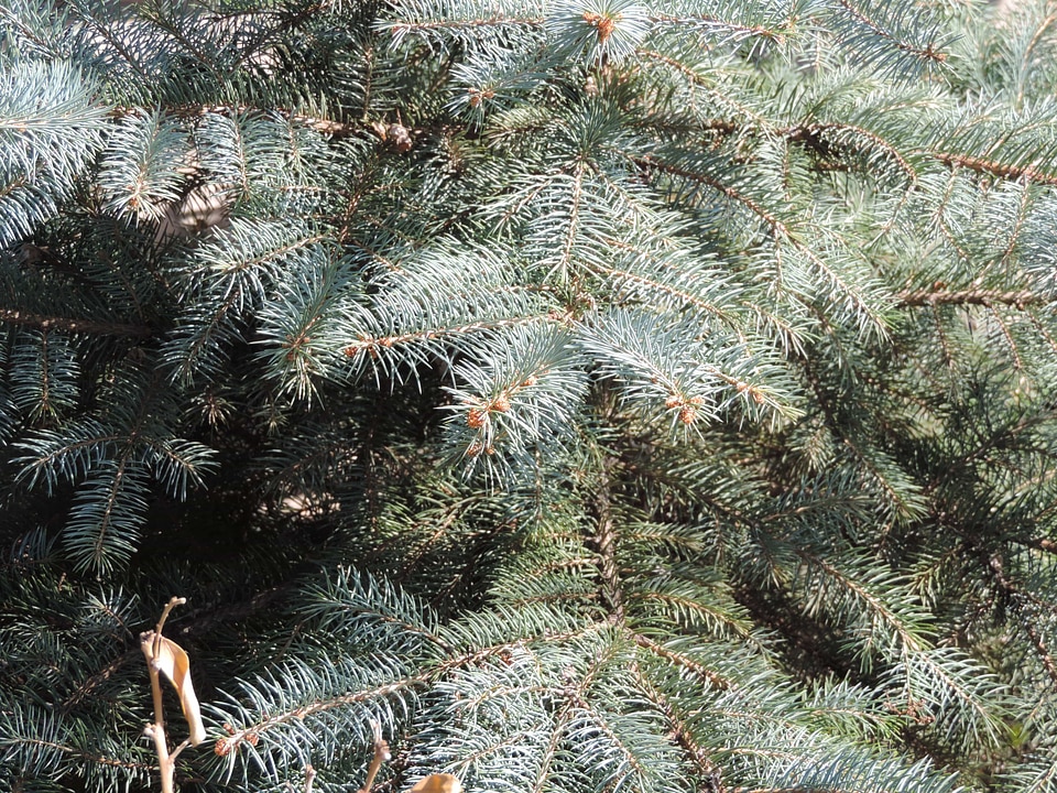 Branches spruce conifer