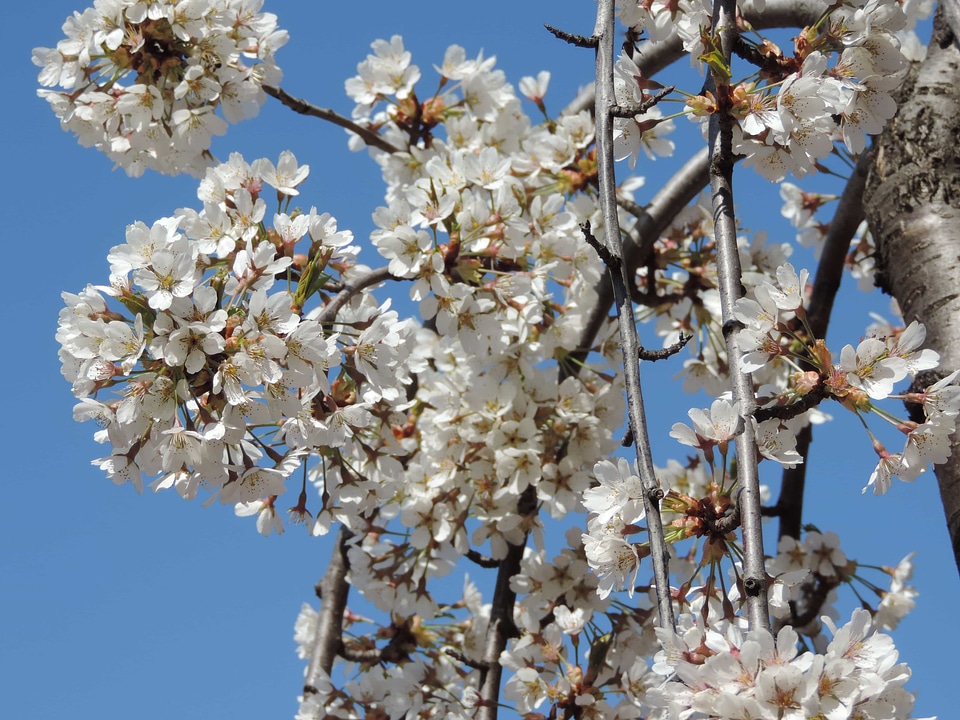 Tree branch flower