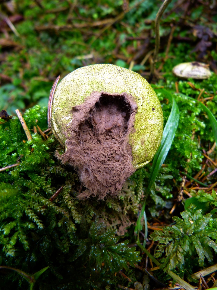 Spores plant forest