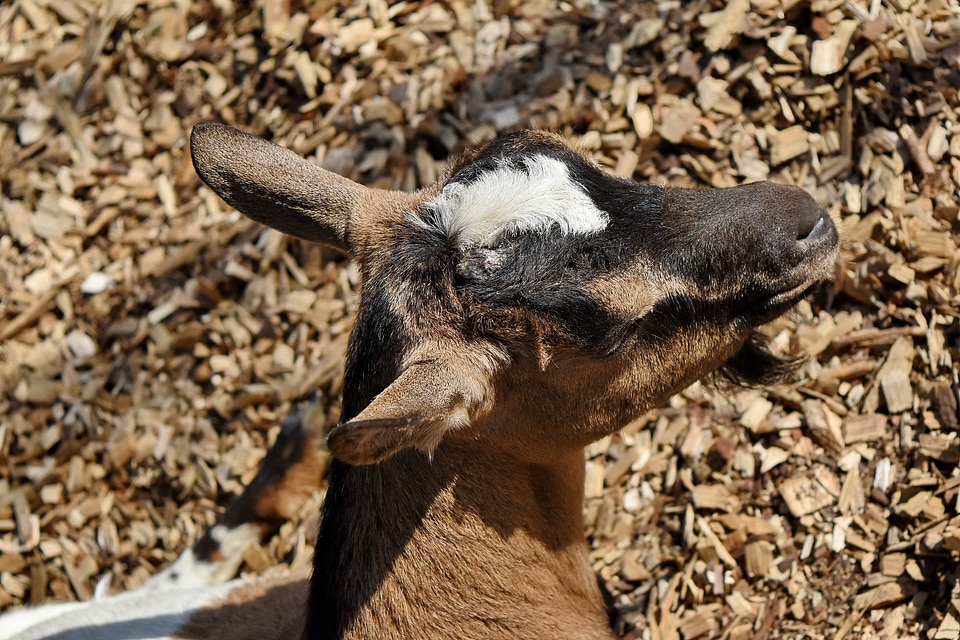 Goat livestock nature