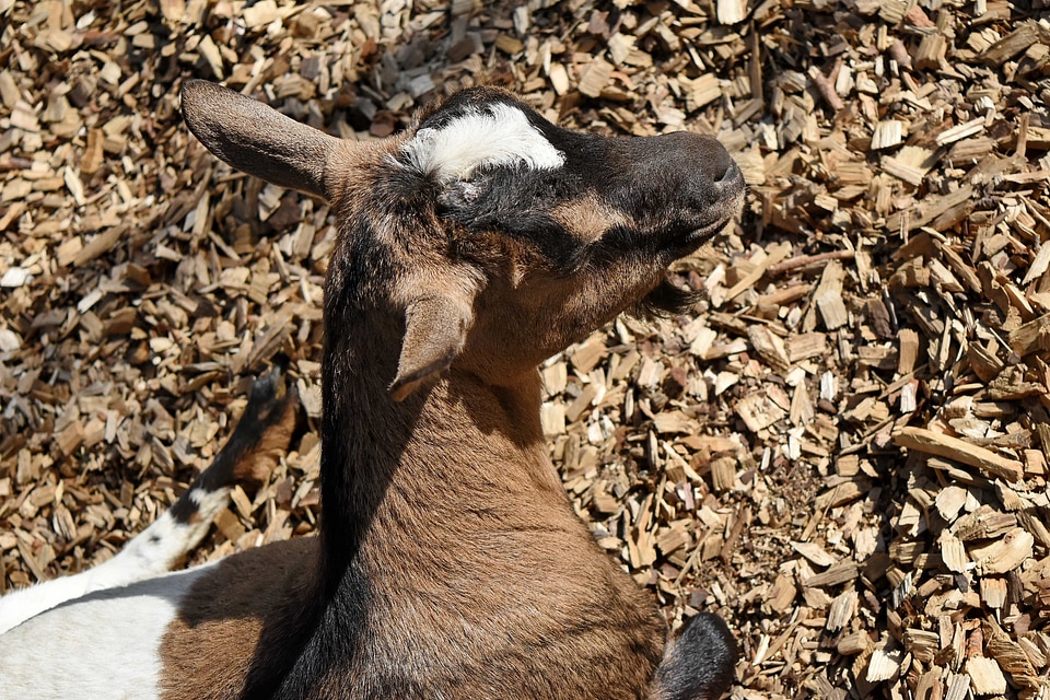 Goat head wildlife