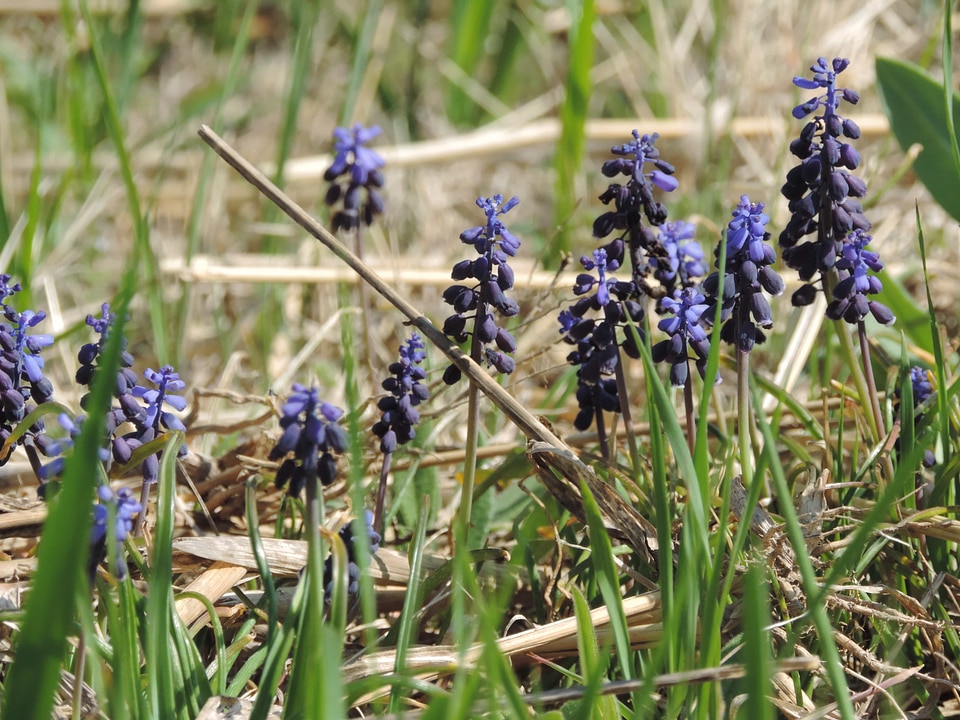 Grape Hyacinth flora herb