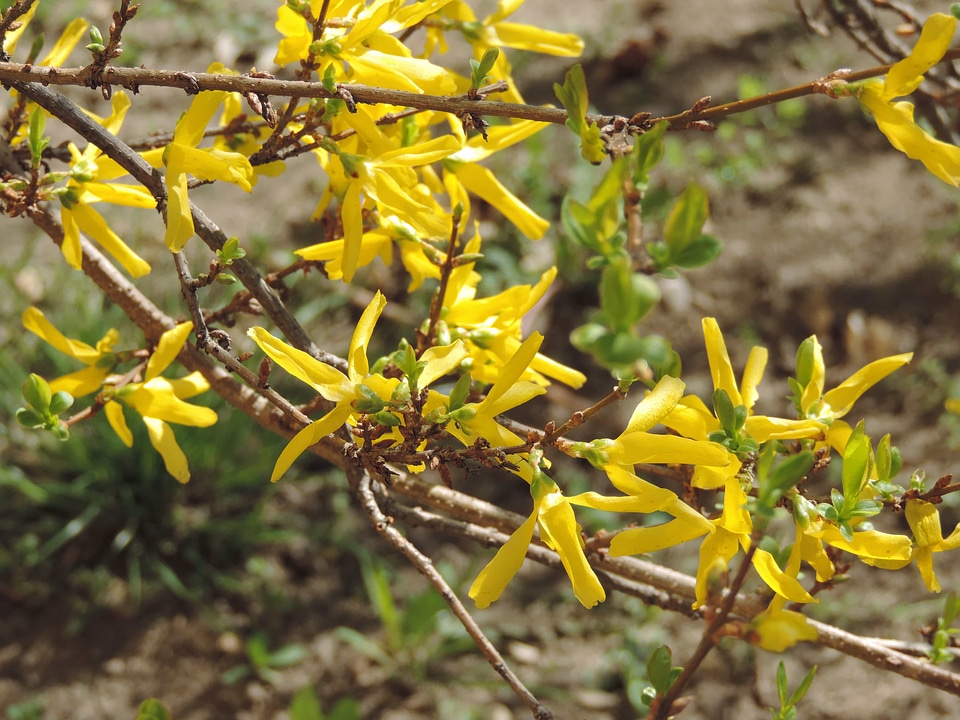 Yellow shrub flora